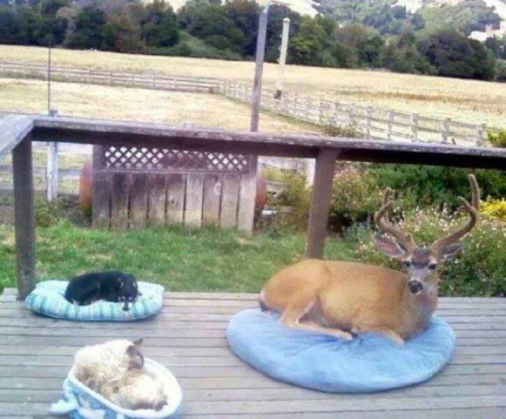 Unexpected Deer Cameos In Everyday Life