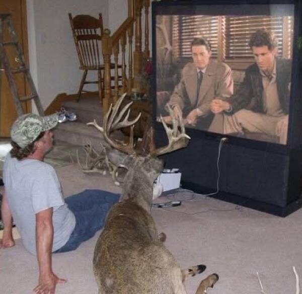 Unexpected Deer Cameos In Everyday Life