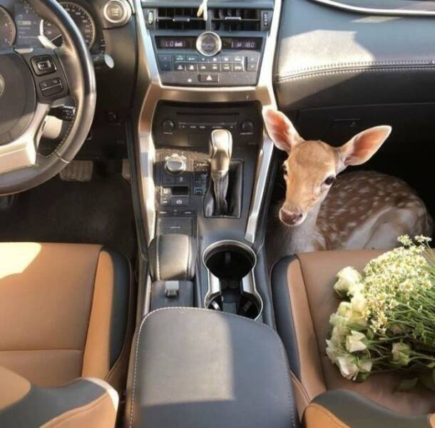 Unexpected Deer Cameos In Everyday Life