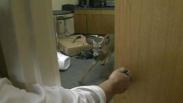 Unexpected Deer Cameos In Everyday Life