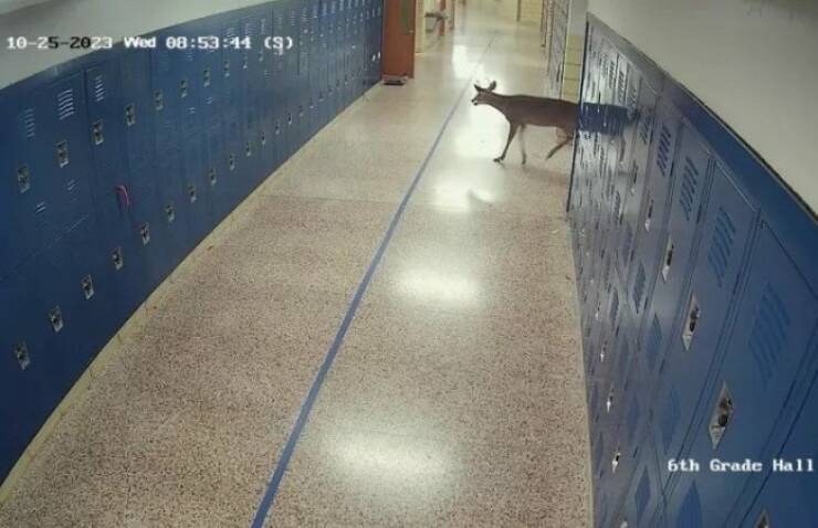 Unexpected Deer Cameos In Everyday Life