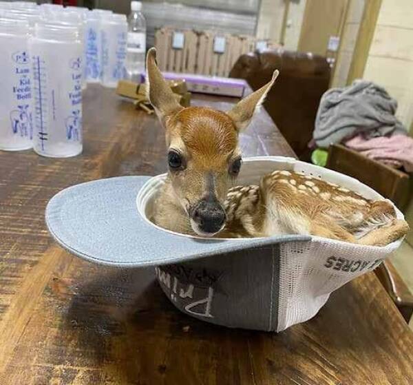 Unexpected Deer Cameos In Everyday Life