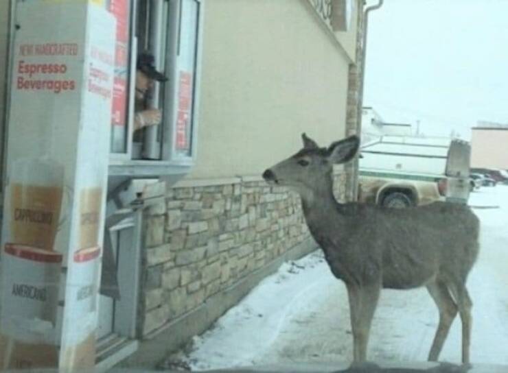 Unexpected Deer Cameos In Everyday Life