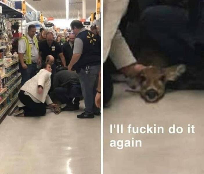 Unexpected Deer Cameos In Everyday Life