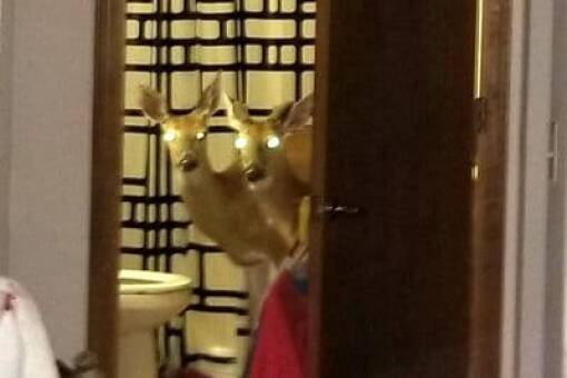 Unexpected Deer Cameos In Everyday Life