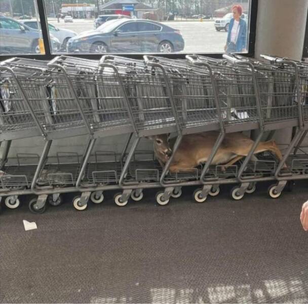 Unexpected Deer Cameos In Everyday Life