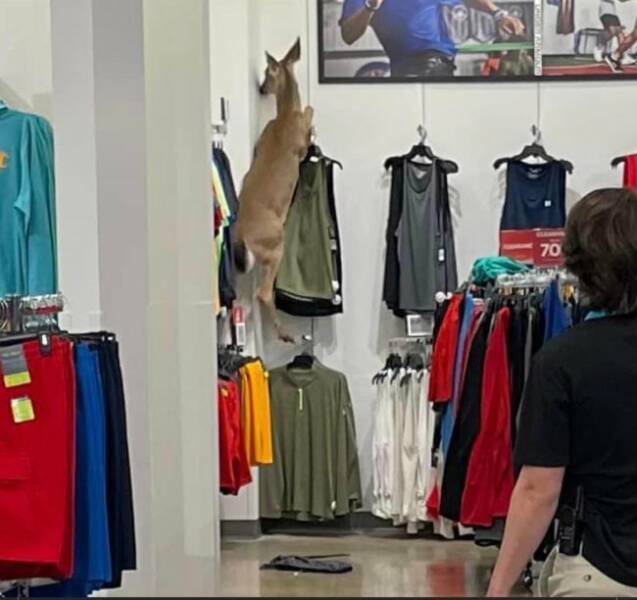 Unexpected Deer Cameos In Everyday Life