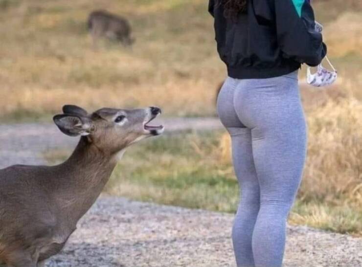 Unexpected Deer Cameos In Everyday Life