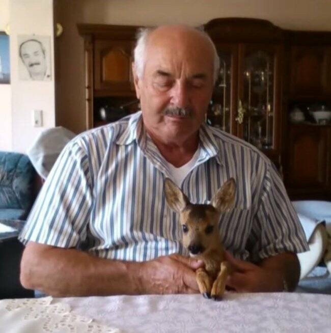 Unexpected Deer Cameos In Everyday Life