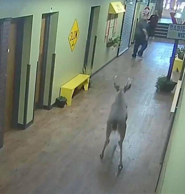 Unexpected Deer Cameos In Everyday Life