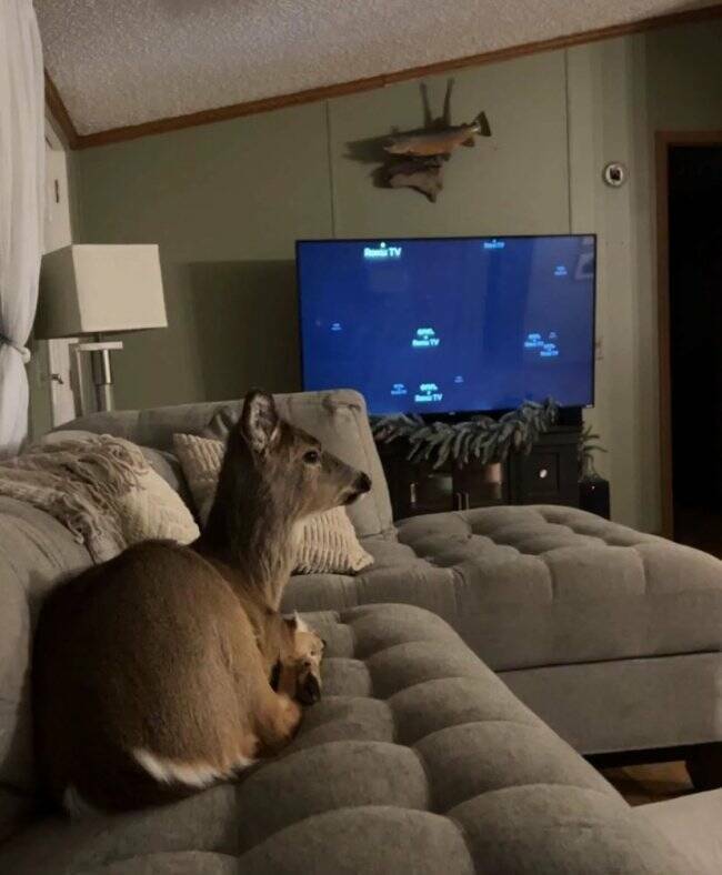 Unexpected Deer Cameos In Everyday Life