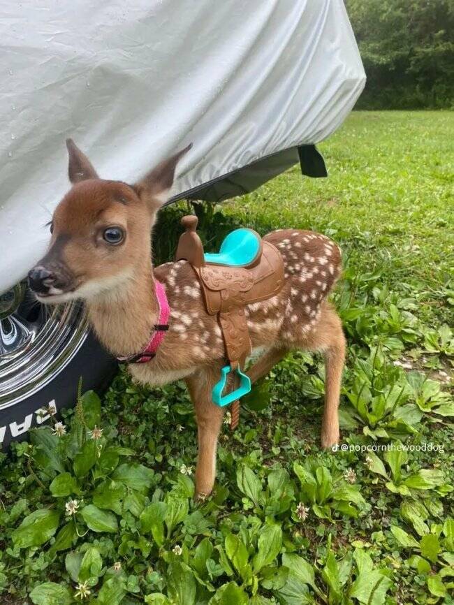 Unexpected Deer Cameos In Everyday Life