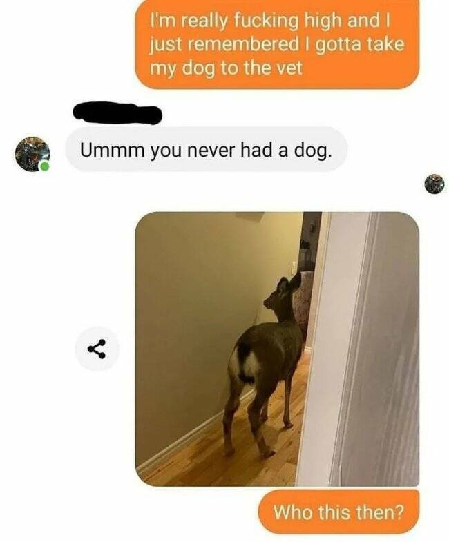 Unexpected Deer Cameos In Everyday Life