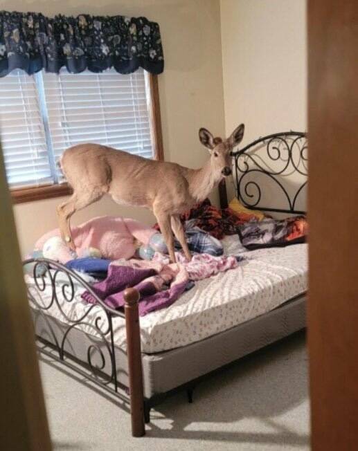 Unexpected Deer Cameos In Everyday Life