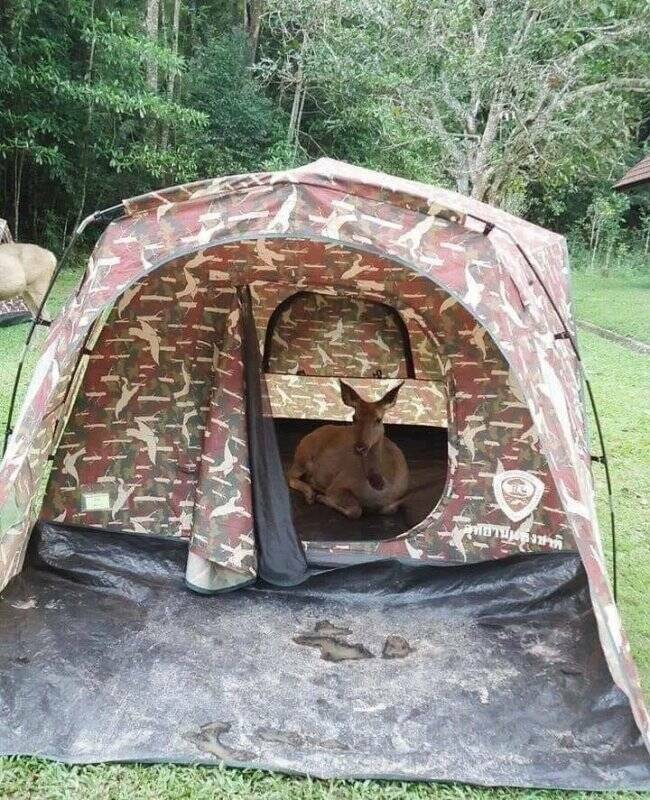 Unexpected Deer Cameos In Everyday Life