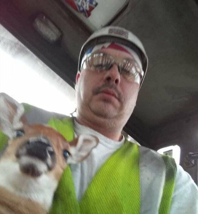 Unexpected Deer Cameos In Everyday Life