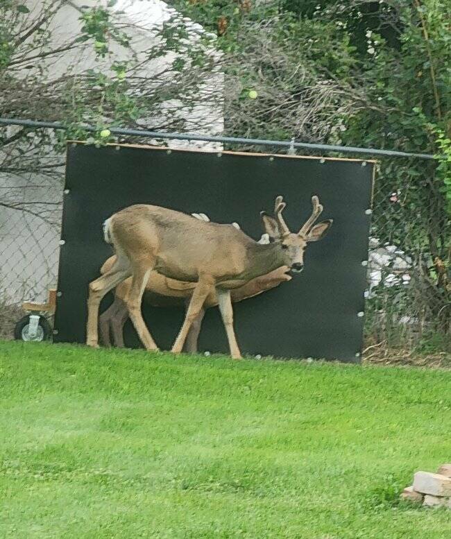 Unexpected Deer Cameos In Everyday Life