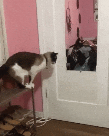 Daily Gifdump Daily Gifdump