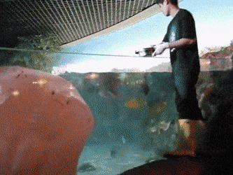 Daily Gifdump Daily Gifdump