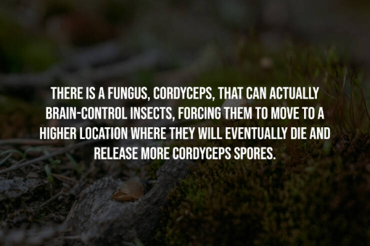 Creepy Facts You Can’t Unknow