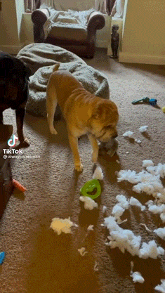 Busted! Dogs Who Couldn’t Hide Their Crimes