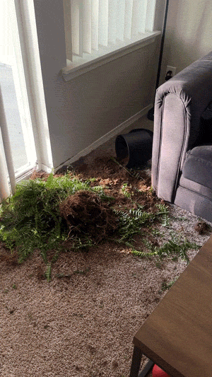 Busted! Dogs Who Couldn’t Hide Their Crimes