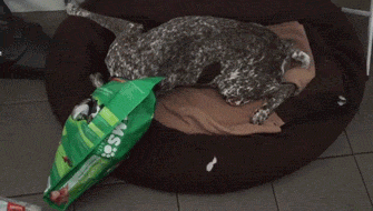 Busted! Dogs Who Couldn’t Hide Their Crimes