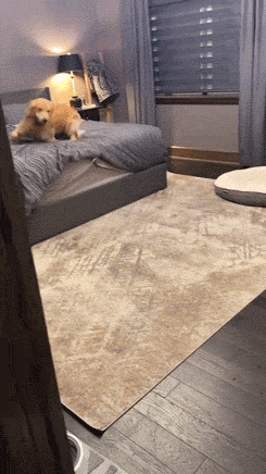 Busted! Dogs Who Couldn’t Hide Their Crimes