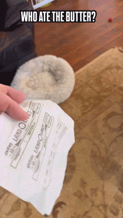 Busted! Dogs Who Couldn’t Hide Their Crimes Busted! Dogs Who Couldn’t Hide Their Crimes