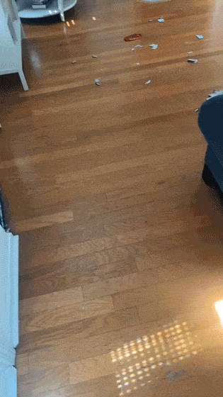 Busted! Dogs Who Couldn’t Hide Their Crimes Busted! Dogs Who Couldn’t Hide Their Crimes