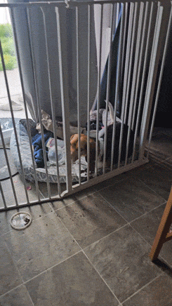 Busted! Dogs Who Couldn’t Hide Their Crimes Busted! Dogs Who Couldn’t Hide Their Crimes