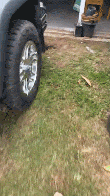 Busted! Dogs Who Couldn’t Hide Their Crimes Busted! Dogs Who Couldn’t Hide Their Crimes