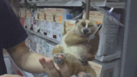 Daily Gifdump [WEEKEND EDITION]