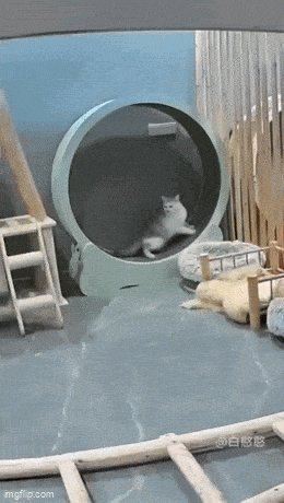 https://img.izismile.com/img/img15/20250419/gifs/daily_gifdump_4979_56.gif