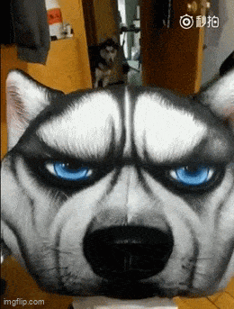 Daily Gifdump