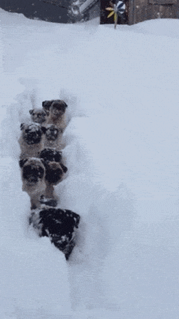 Daily Gifdump Daily Gifdump