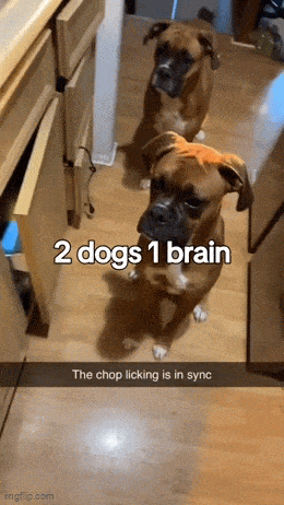 Daily Gifdump Daily Gifdump