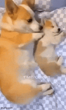 Daily Gifdump Daily Gifdump