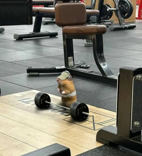 Adorably Funny Animal Moments That’ll Make You Smile