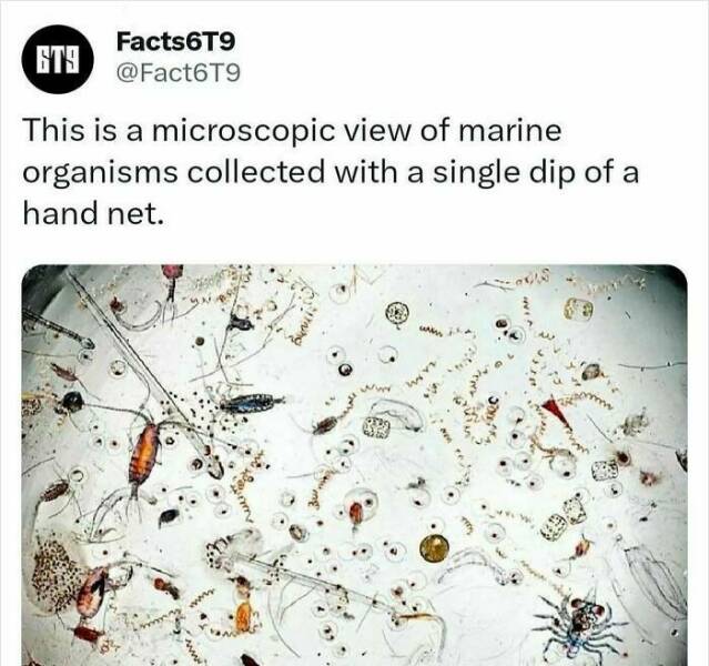 Unbelievable Facts That Sound Fake But Aren’t