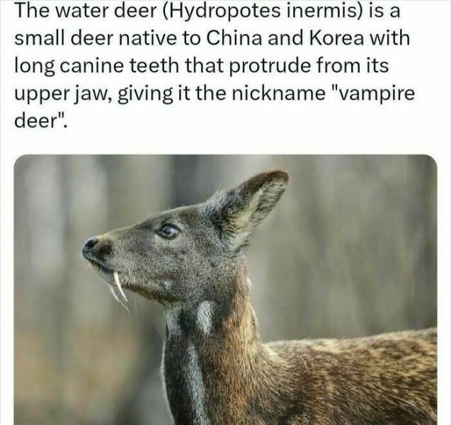 Unbelievable Facts That Sound Fake But Aren’t