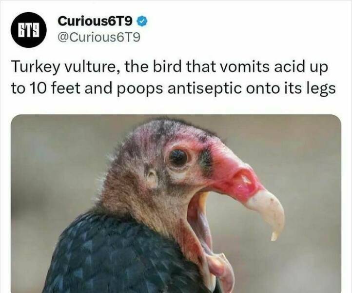 Unbelievable Facts That Sound Fake But Aren’t