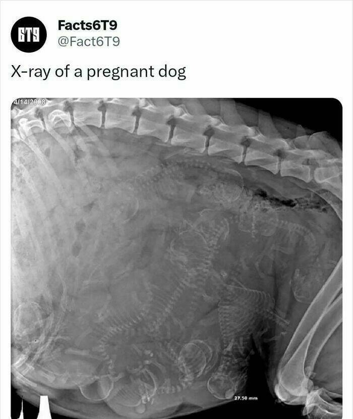 Unbelievable Facts That Sound Fake But Aren’t