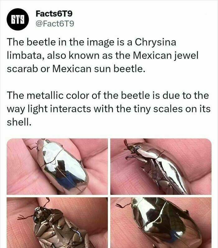 Unbelievable Facts That Sound Fake But Aren’t