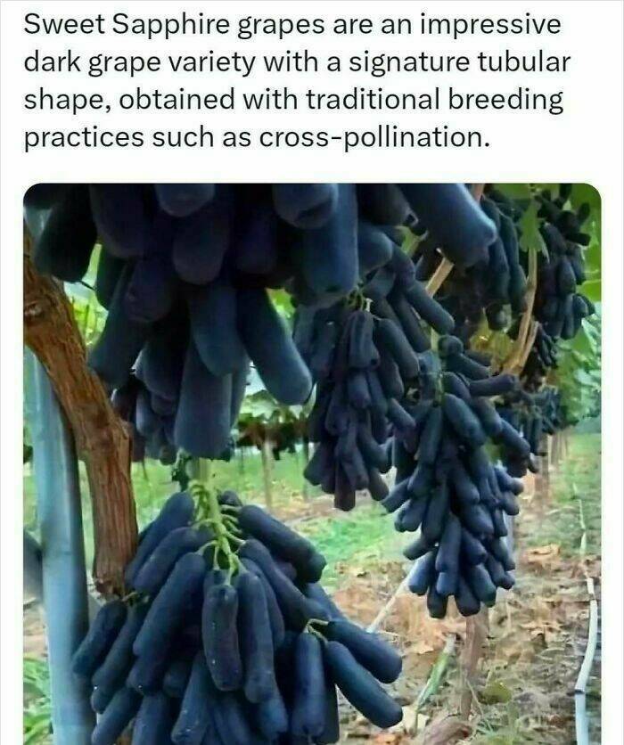 Unbelievable Facts That Sound Fake But Aren’t