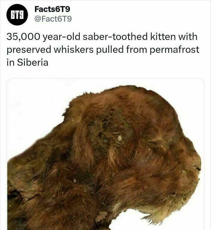 Unbelievable Facts That Sound Fake But Aren’t