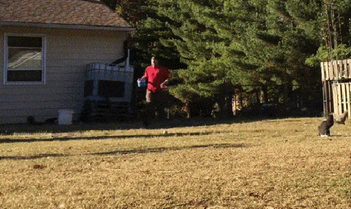 Daily Gifdump Daily Gifdump