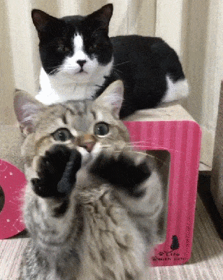 Daily Gifdump Daily Gifdump