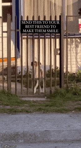 Daily Gifdump Daily Gifdump