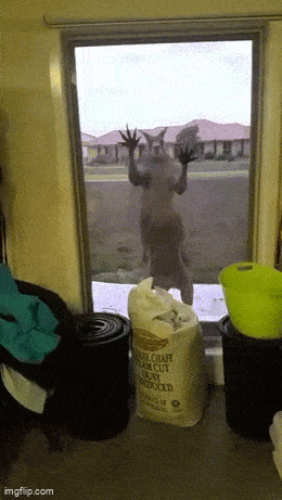 Daily Gifdump Daily Gifdump